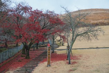 Sonbaharda Kırmızı Yaprak Ağacı Kyoto 'ya Düştüm Japon Stok Fotoğrafları Stok Resimleri