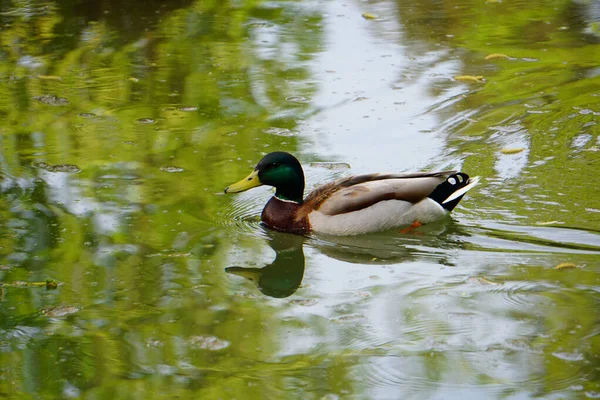 Cute Duck плавает на озере фондового фото изображения фондовых изображений — стоковое фото