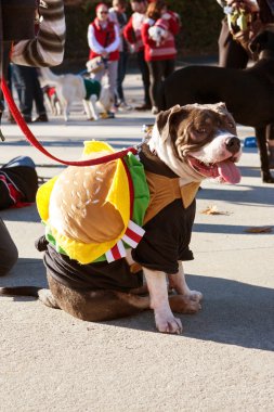 Köpek eklektik Atlanta Parade için Hamburger kostüm giyer