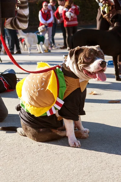 Hund trägt Hamburger-Kostüm für bunte Atlanta-Parade — Stockfoto