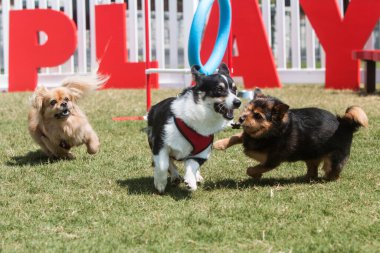 Atlanta 'nın Piedmont Parkı' nda köpekler oynar ve kaçar.