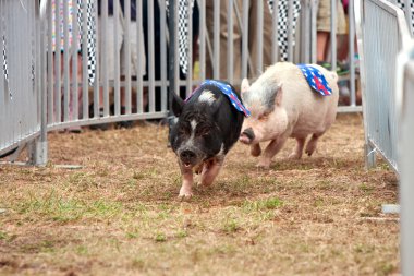 Pigs Race At Georgia State Fair clipart