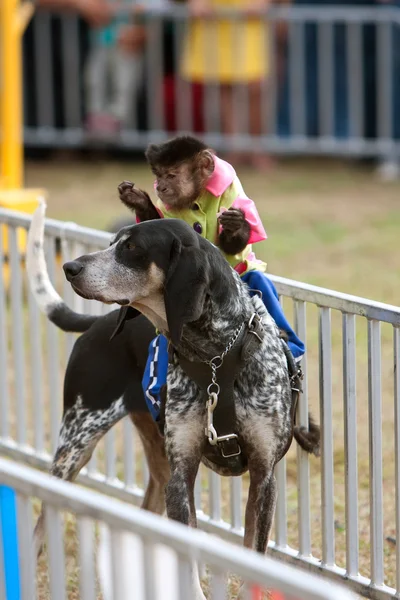 Affe reitet Hund auf Landesmesse — Stockfoto