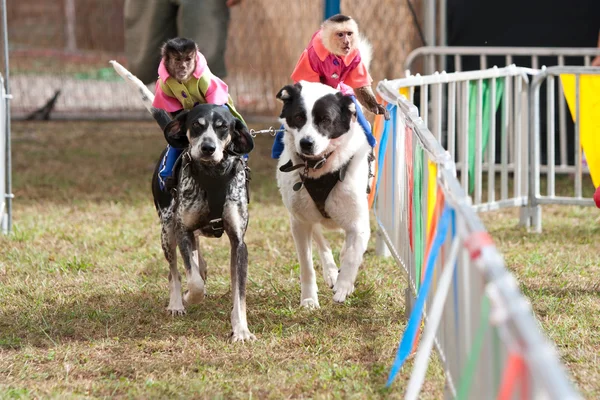 Affen reiten Hunde auf Georgia State Fair — Stockfoto