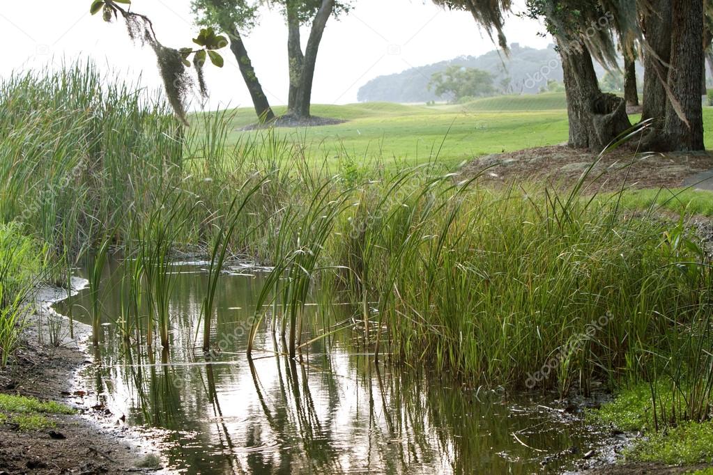 Picturesque North Florida Marsh