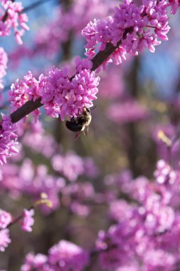 Bumble Bee Doğu Erguvan Ağacı üzerinde pembe çiçeği Pollinates