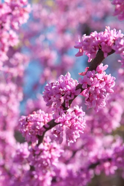 Flores cor-de-rosa florescendo na árvore do Redbud oriental na primavera — Fotografia de Stock