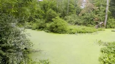 İzleme atışı nehirde yaygın alglerin açtığını gösteriyor. Bu da suyu durgun, katı yeşil bir bataklık gibi gösteriyor. Kalın, taşınmaz yeşil balçık kütlesi..
