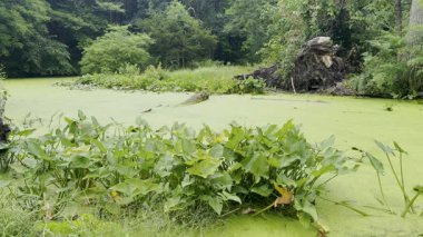 Nehirdeki geniş yosunlar suyu durgun, katı yeşil bir bataklık gibi gösteriyor. Kalın, taşınmaz yeşil balçık kütlesi..