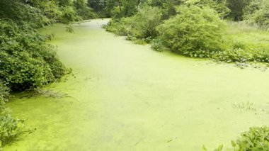 Nehirdeki geniş yosunlar suyu durgun, katı yeşil bir bataklık gibi gösteriyor. Kalın, taşınmaz yeşil balçık kütlesi..