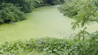Nehirdeki geniş yosunlar suyu durgun, katı yeşil bir bataklık gibi gösteriyor. Kalın, taşınmaz yeşil balçık kütlesi..