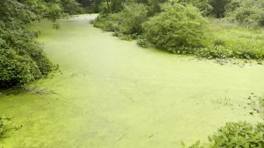 Pan, nehirde yaygın yosunların açtığını gösteriyor. Suyun durgun, katı yeşil bir bataklık gibi görünmesini sağlıyor. Kalın, taşınmaz yeşil balçık kütlesi..