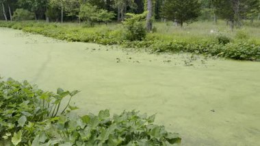 Pan, nehirde yaygın yosunların açtığını gösteriyor. Suyun durgun, katı yeşil bir bataklık gibi görünmesini sağlıyor. Kalın, taşınmaz yeşil balçık kütlesi..
