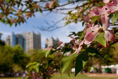 Pink Dogwood Tree Blossoms Frame Springtime Atlanta Cityscape clipart