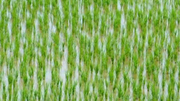 90 jours germe de riz grandir dans la ferme de Thaïlande 4K laps de temps (gros plan )