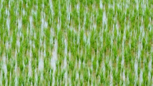 90 días de brote de arroz creciendo en la granja de Tailandia 4K Time Lapse (primer plano ) — Vídeo de stock