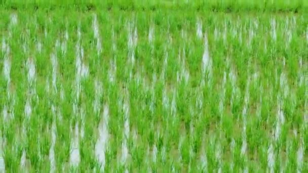 90 días de brote de arroz creciendo en la granja de Tailandia 4K Time Lapse (alejar ) — Vídeos de Stock