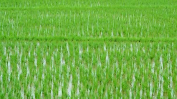 90 días de brote de arroz creciendo en la granja de Tailandia 4K Time Lapse — Vídeos de Stock