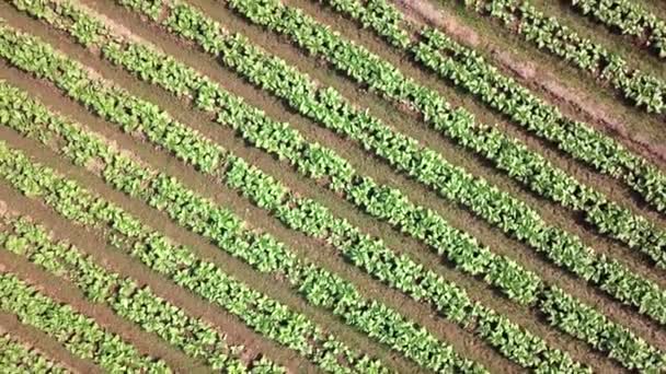 Tobacco Farm Aerial View Shot — Stock Video