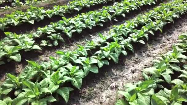 Tütün Çiftliği Havadan Görüntü Görüntüsü — Stok video