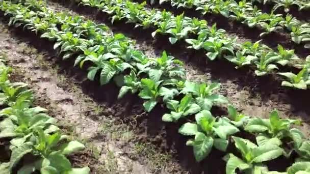 Tobacco Farm Aerial View Shot — Stock Video