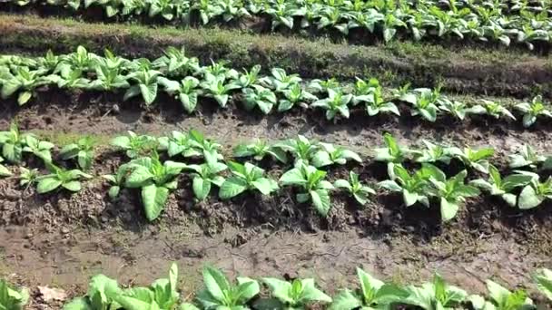 Tobacco Farm Aerial View Shot — Stock Video