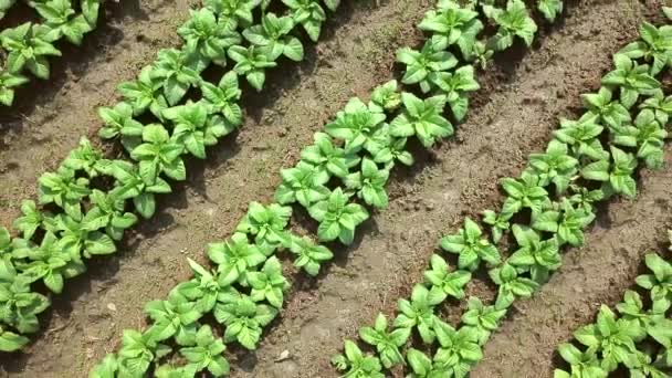 Tobacco Farm Aerial View Shot Zoom Out — Stock Video