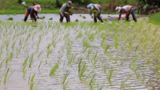 Reis sprießt in Bauernhof und Bauern beim Pflanzen — Stockvideo