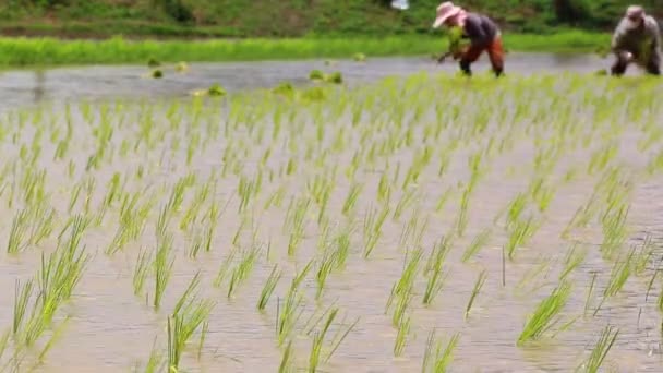 Rice sprouts in farm and farmers planting — Stock Video