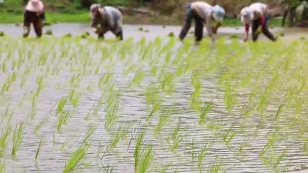 Reis sprießt in Bauernhof und Bauern beim Pflanzen — Stockvideo