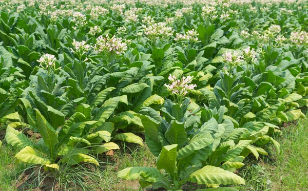 Flores de tabaco en la granja Planta de Tailandia — Foto de Stock