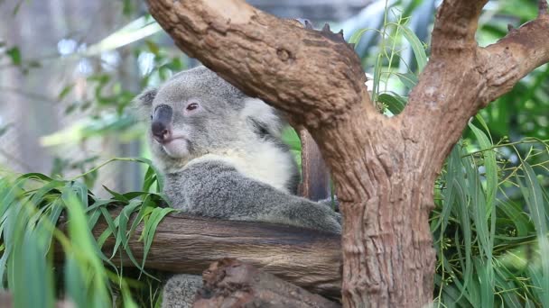 Cute Koala Bear Sleeping On Tree — Stock Video © punyafamily #53630785