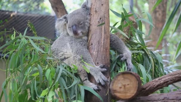 Cute Koala Bear Sleeping On Tree — Stock Video