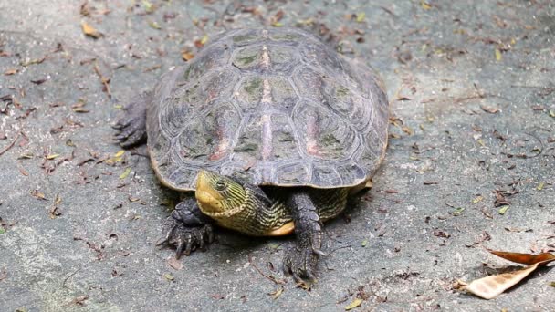 Cabeza de piel de tortuga (2 disparos ) — Vídeo de stock