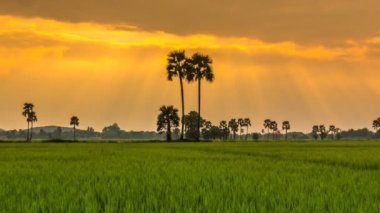 Pirinç çiftlik manzara ve güzel Sunbeam zaman atlamalı