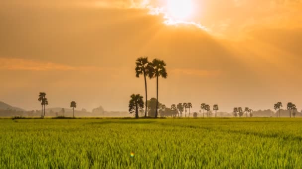 Paisaje de la granja de arroz y hermoso lapso de tiempo Sunbeam — Vídeo de stock