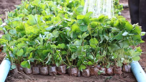 Aardbei Sprout in Farm Plant en boer drenken — Stockvideo