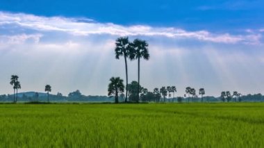 Pirinç çiftlik manzara ve güzel Sunbeam zaman atlamalı (uzaklaştırmak)