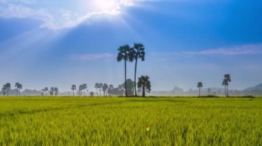 Pirinç çiftlik manzara ve güzel Sunbeam zaman atlamalı (yakınlaştırma)