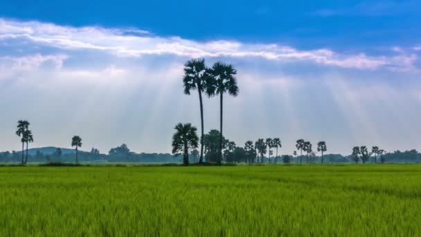 Paisagem de fazenda de arroz e bonito Sunbeam Time Lapse (zoom out ) — Vídeo de Stock