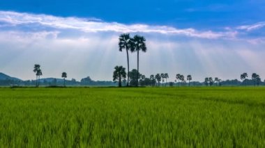 Pirinç Çiftliği Manzara Ve Güzel Sunbeam Time Lapse (pan shot)