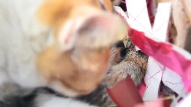 Sevimli kedicik kedi yeni doğan ve anne (el atış Temizleme)