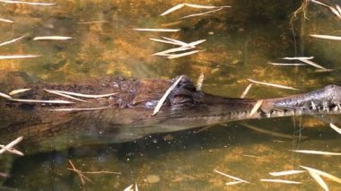 Gharial (Gavialis gangeticus) içinde gölet (pan vurdu)