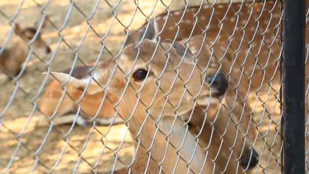 Les gens qui se nourrissent de cerfs de Sambar (Cervus unicolore )