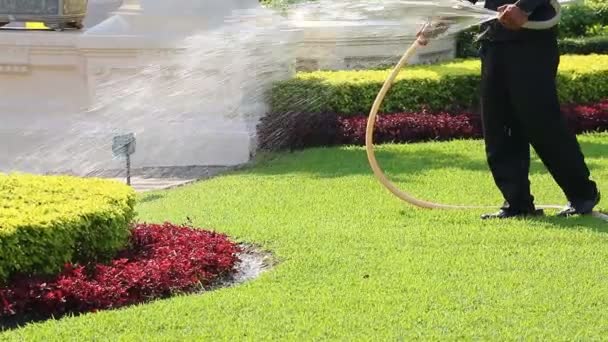 男子浇水上美丽绿色草坪 (3 枪) — 图库视频影像