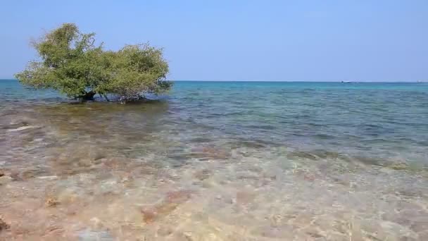 Allein kleiner Baum im Meer — Stockvideo