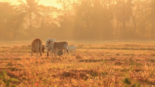 Bullock In Countryside Field Of Thailand (sound) — Stock Video