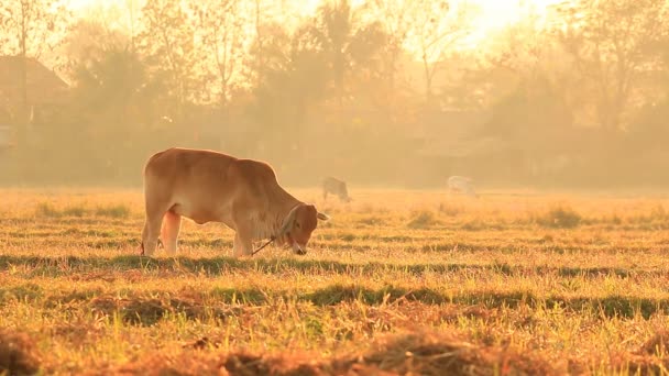 Bullock In Countryside Field Of Thailand (three shot) — Stock Video