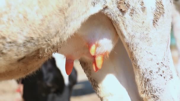 Грудь коровы на деревенской ферме (два выстрела) ) — стоковое видео