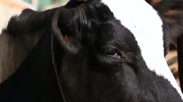 Olho da vaca do enxame da mosca na exploração agrícola do campo — Vídeo de Stock